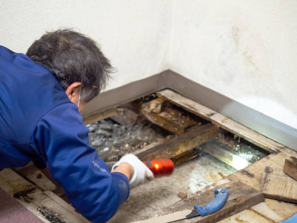 Home Mold Removal in Fulton, KY