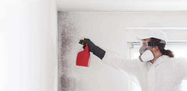 Best Residential Mold Removal  in Fulton, KY