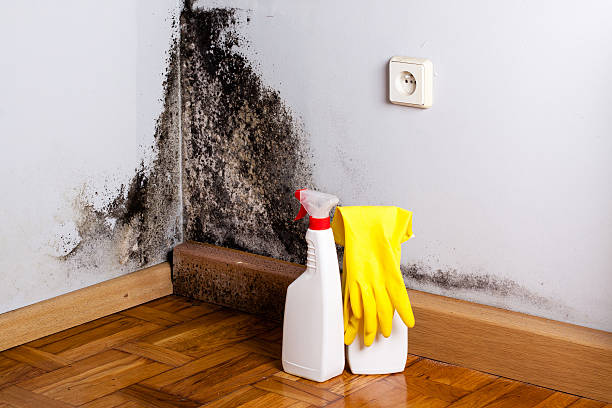 Best Affordable Mold Removal  in Fulton, KY