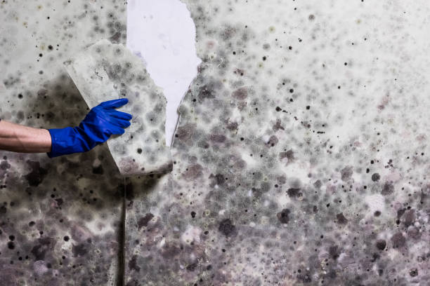 Best Mold Removal and Inspection  in Fulton, KY